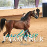 Royal Arabians - 2019 FARM TOUR