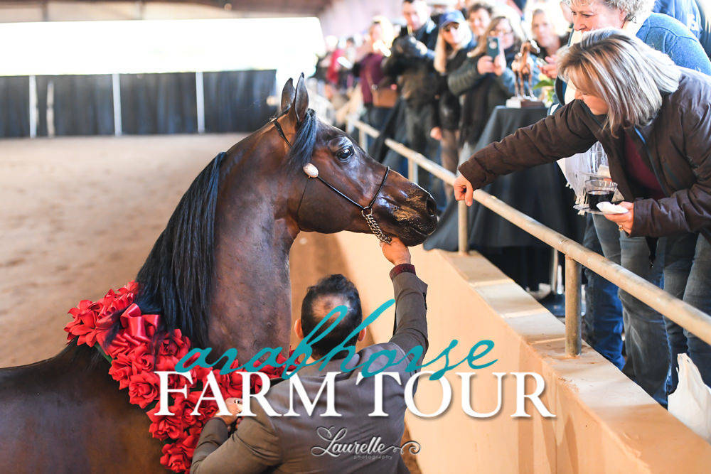Royal Arabians - 2019 FARM TOUR