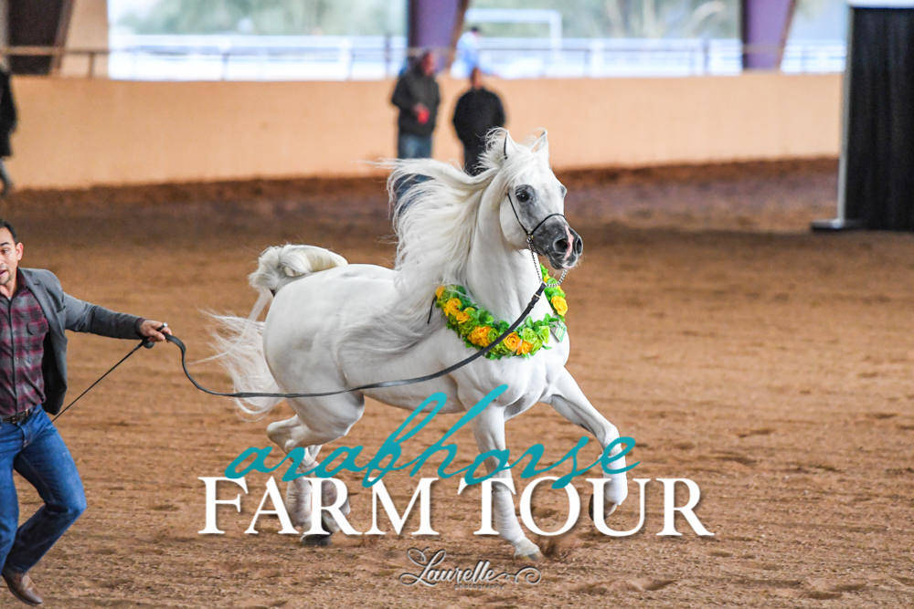 Royal Arabians - 2019 FARM TOUR
