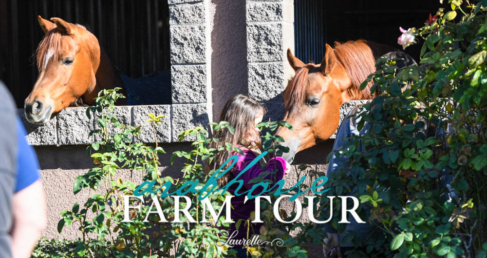 Arabian Horse Association of Arizona -  - 2019 FARM TOUR