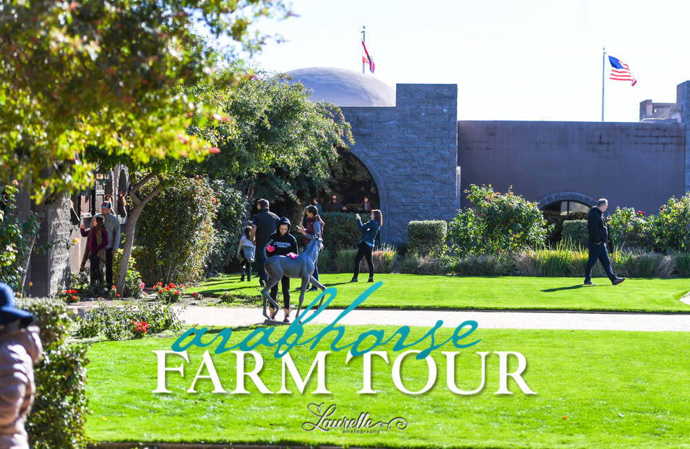 Arabian Horse Association of Arizona -  - 2019 FARM TOUR