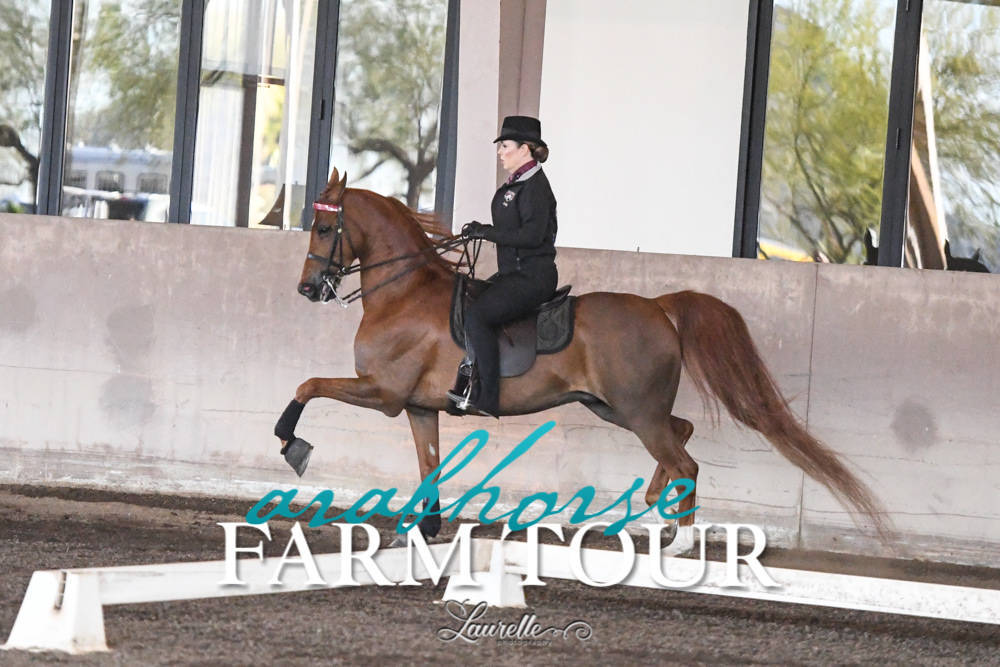 Arabian Horse Association of Arizona -  - 2019 FARM TOUR