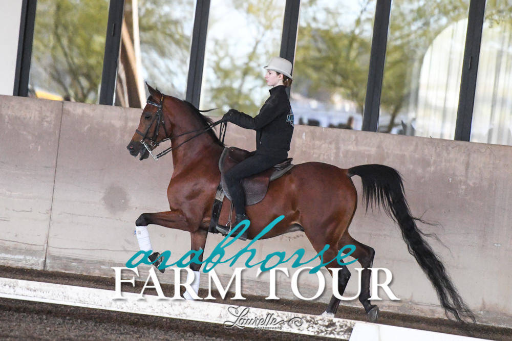 Arabian Horse Association of Arizona -  - 2019 FARM TOUR