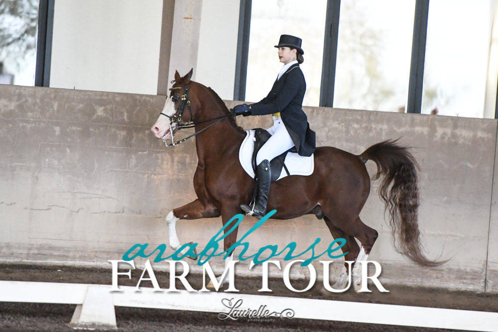 Arabian Horse Association of Arizona -  - 2019 FARM TOUR