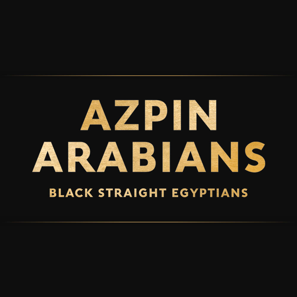 Azpin Arabians