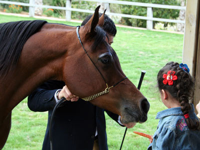 Royal Jaafar Stud - Aamman - The gorgeous Padrons Psyche daughterTia Emerald Bay 