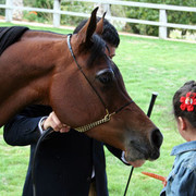 Royal Jaafar Stud - Aamman - The gorgeous Padrons Psyche daughterTia Emerald Bay 
