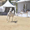 Lisa Abraham: MENTON ~ The 2019 Mediterranean & Arab Countries Arabian Horse Championship Photo Gallery
