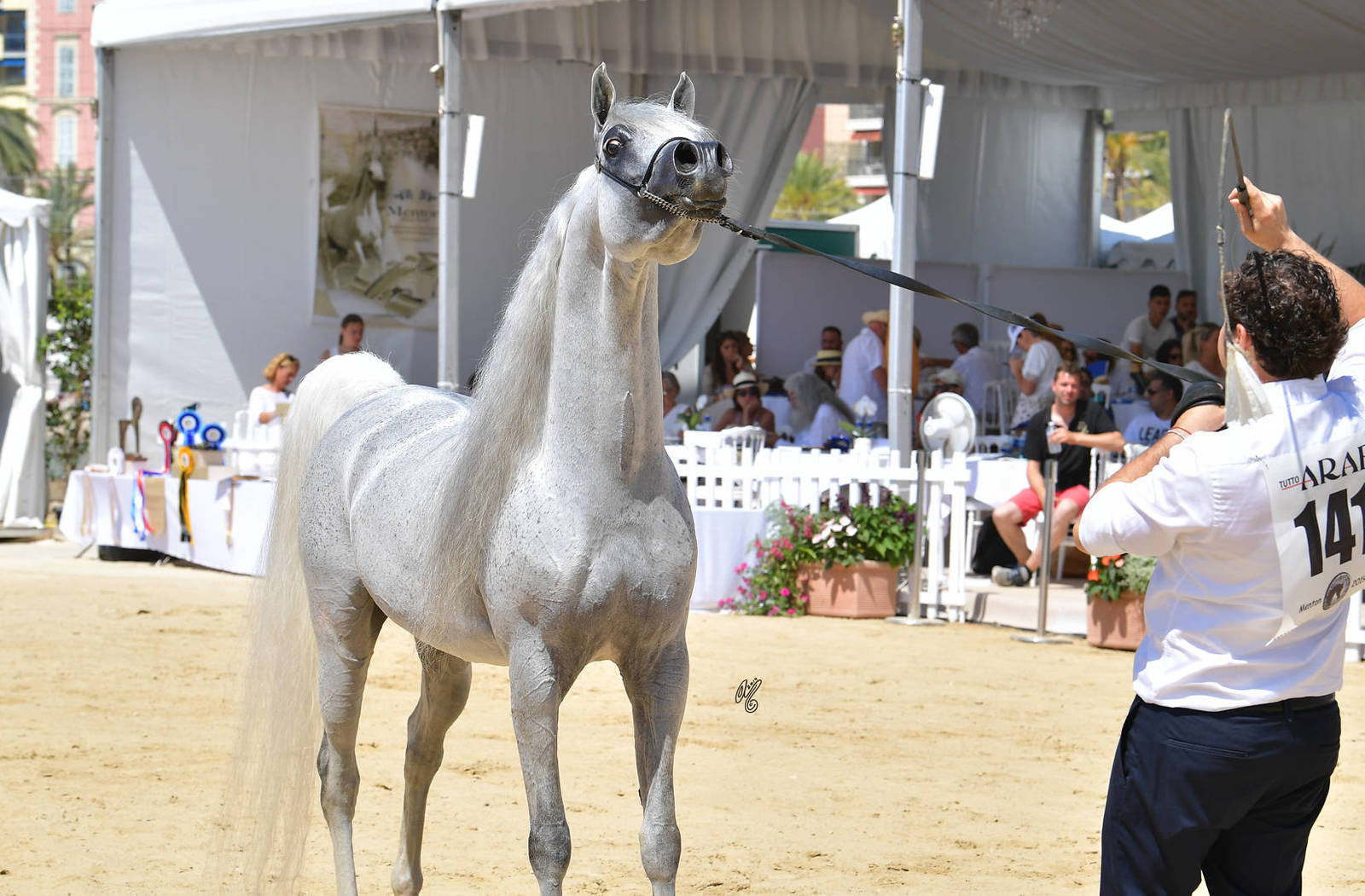 Lisa Abraham: MENTON ~ The 2019 Mediterranean & Arab Countries Arabian Horse Championship Photo Gallery