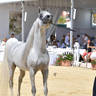 Lisa Abraham: MENTON ~ The 2019 Mediterranean & Arab Countries Arabian Horse Championship Photo Gallery