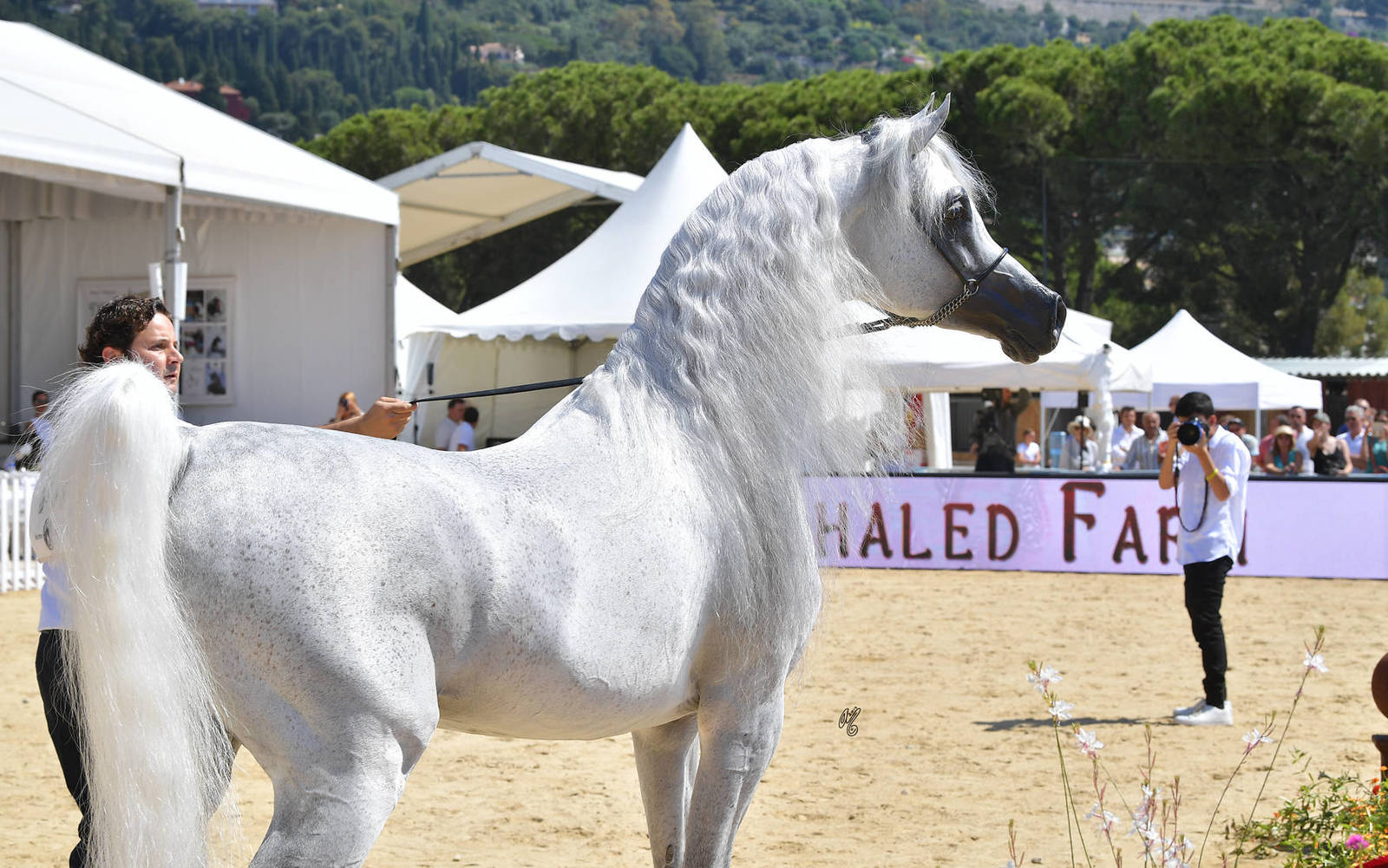 Lisa Abraham: MENTON ~ The 2019 Mediterranean & Arab Countries Arabian Horse Championship Photo Gallery
