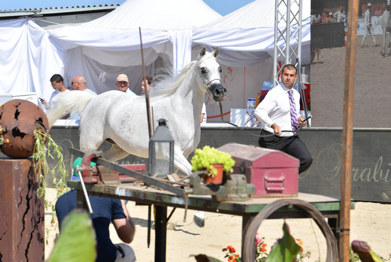 Lisa Abraham: MENTON ~ The 2019 Mediterranean & Arab Countries Arabian Horse Championship Photo Gallery