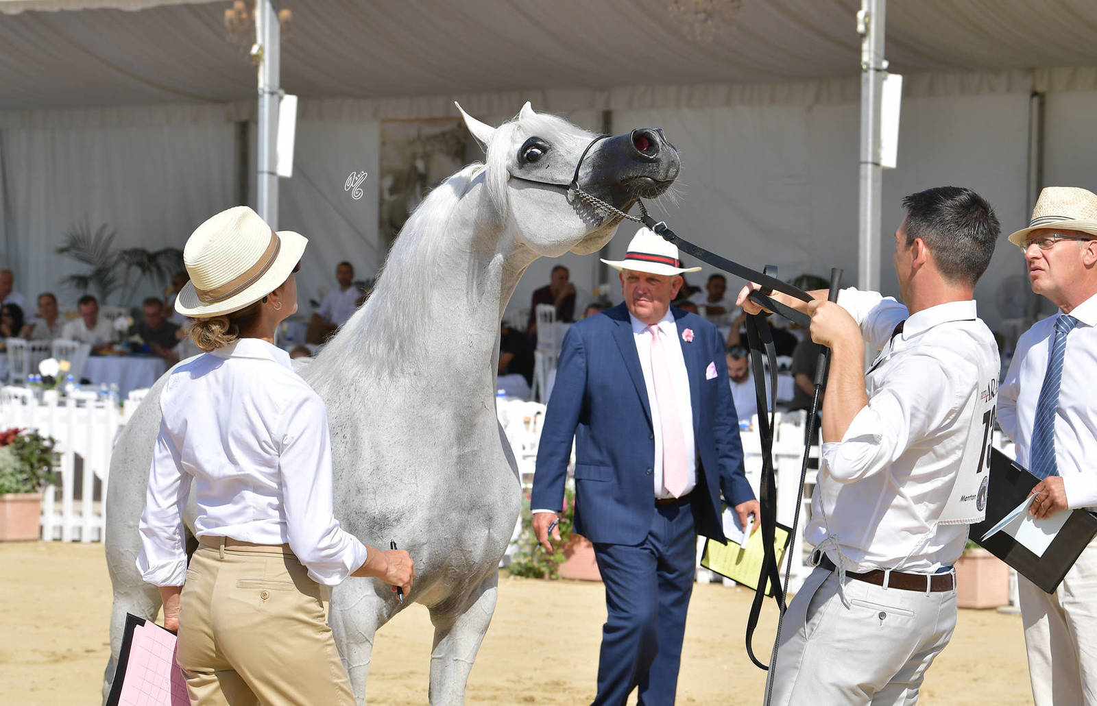 Lisa Abraham: MENTON ~ The 2019 Mediterranean & Arab Countries Arabian Horse Championship Photo Gallery