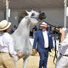 Lisa Abraham: MENTON ~ The 2019 Mediterranean & Arab Countries Arabian Horse Championship Photo Gallery