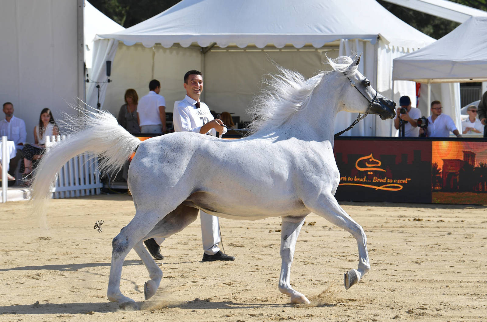 Lisa Abraham: MENTON ~ The 2019 Mediterranean & Arab Countries Arabian Horse Championship Photo Gallery
