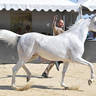 Lisa Abraham: MENTON ~ The 2019 Mediterranean & Arab Countries Arabian Horse Championship Photo Gallery