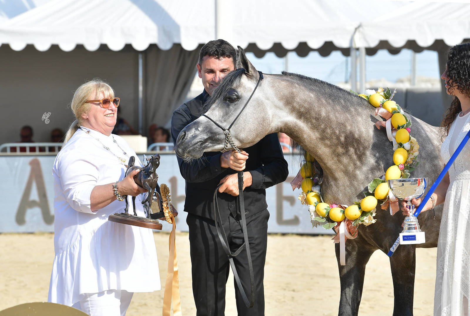 Lisa Abraham: MENTON ~ The 2019 Mediterranean & Arab Countries Arabian Horse Championship Photo Gallery