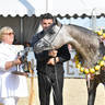 Lisa Abraham: MENTON ~ The 2019 Mediterranean & Arab Countries Arabian Horse Championship Photo Gallery