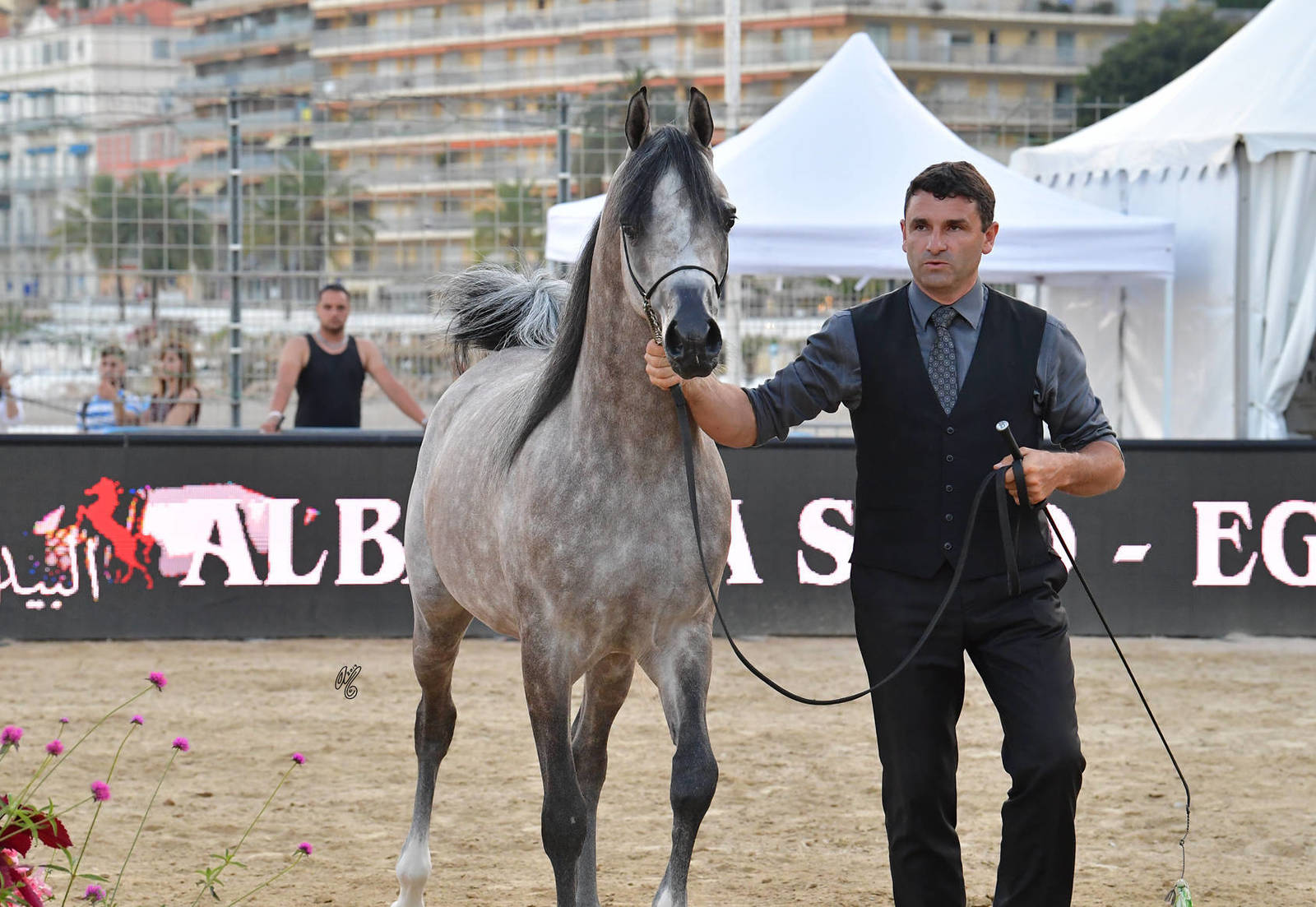 Lisa Abraham: MENTON ~ The 2019 Mediterranean & Arab Countries Arabian Horse Championship Photo Gallery