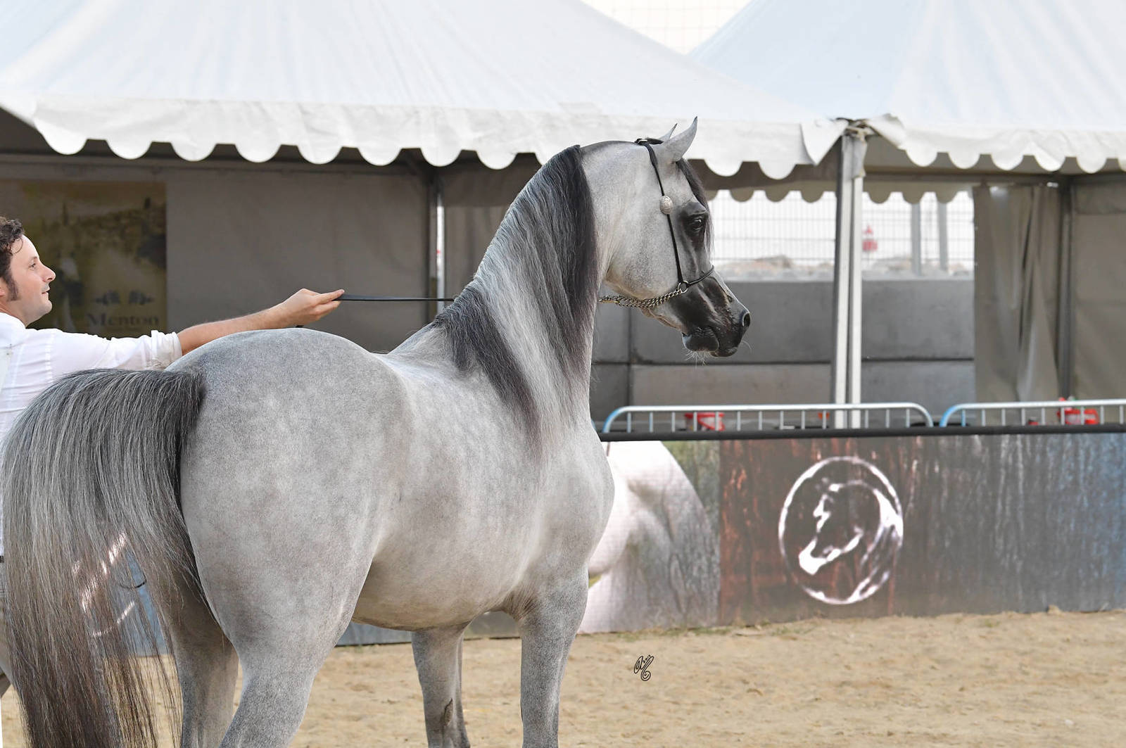 Lisa Abraham: MENTON ~ The 2019 Mediterranean & Arab Countries Arabian Horse Championship Photo Gallery