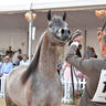 Lisa Abraham: MENTON ~ The 2019 Mediterranean & Arab Countries Arabian Horse Championship Photo Gallery