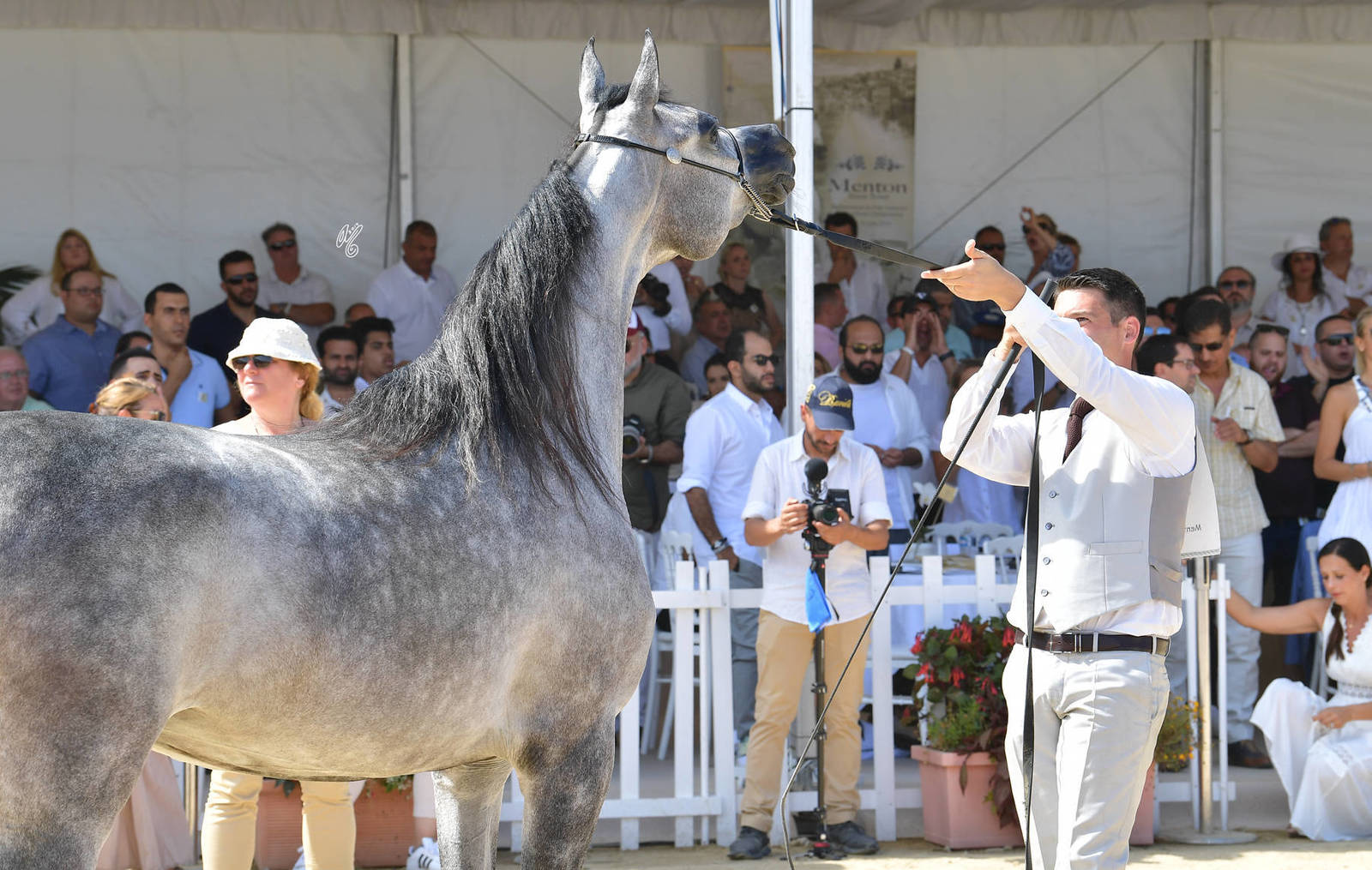 Lisa Abraham: MENTON ~ The 2019 Mediterranean & Arab Countries Arabian Horse Championship Photo Gallery