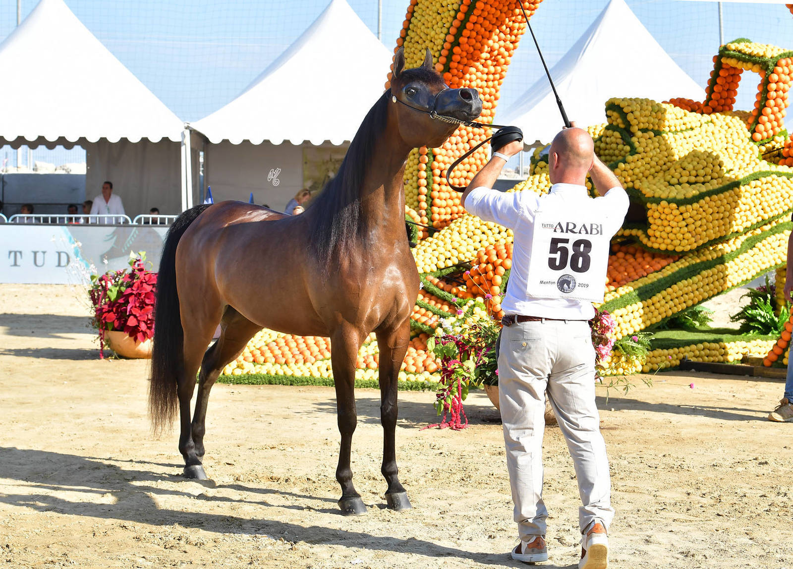 Lisa Abraham: MENTON ~ The 2019 Mediterranean & Arab Countries Arabian Horse Championship Photo Gallery