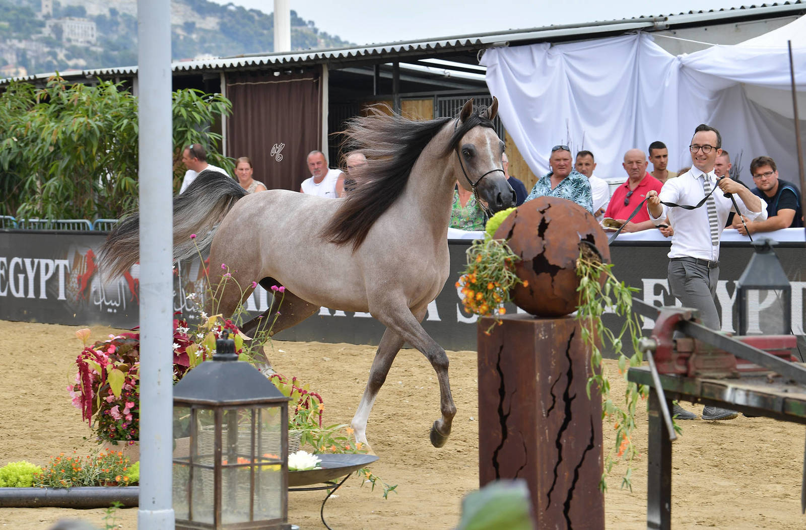 Lisa Abraham: MENTON ~ The 2019 Mediterranean & Arab Countries Arabian Horse Championship Photo Gallery