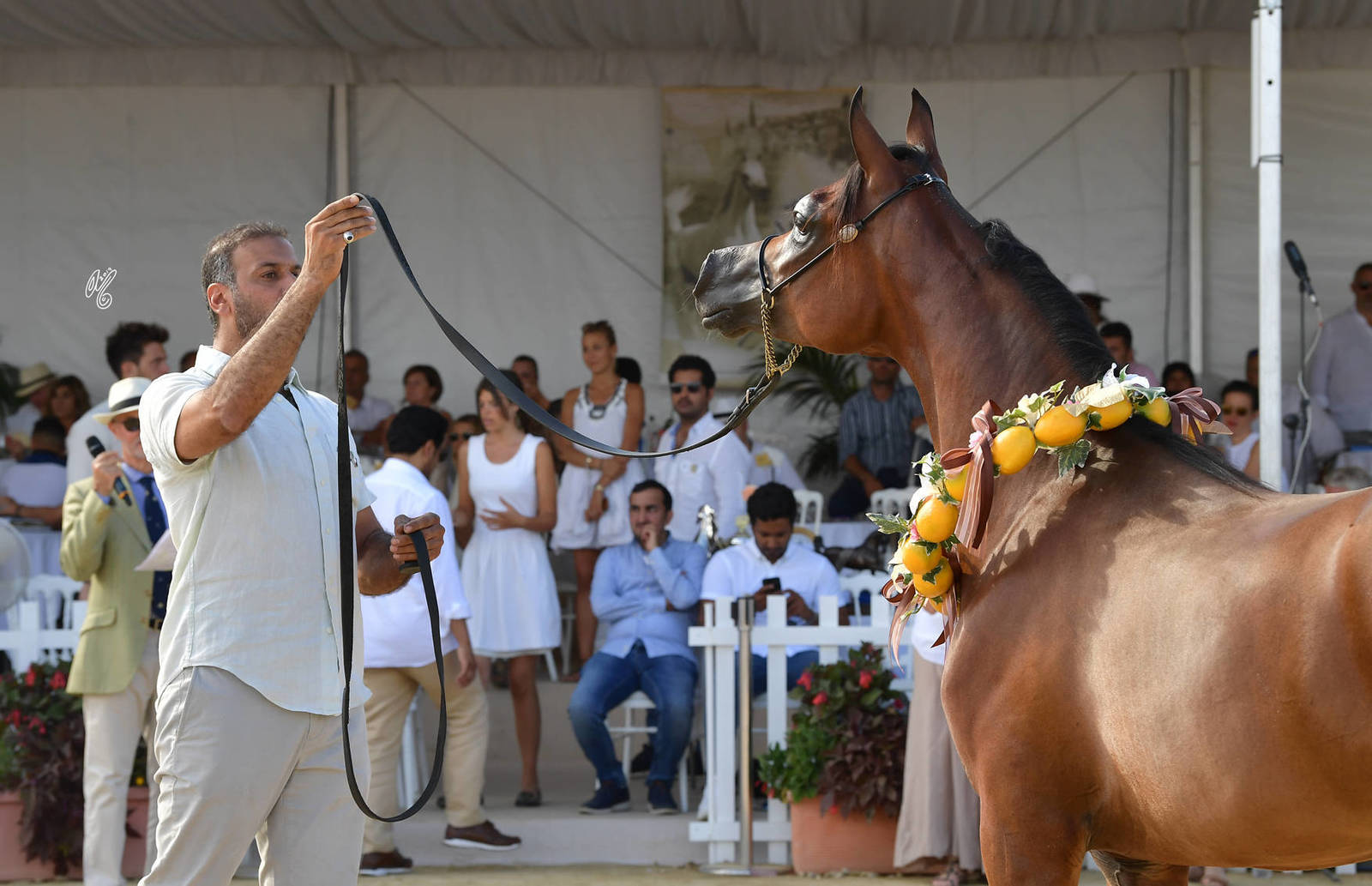 Lisa Abraham: MENTON ~ The 2019 Mediterranean & Arab Countries Arabian Horse Championship Photo Gallery