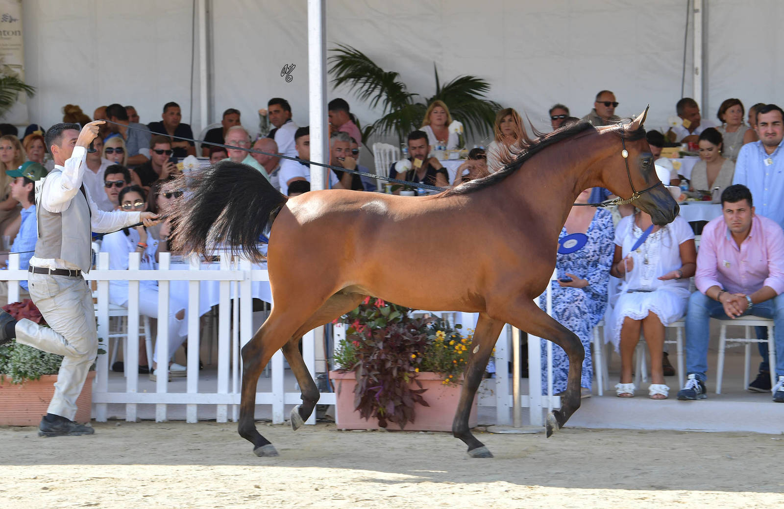 Lisa Abraham: MENTON ~ The 2019 Mediterranean & Arab Countries Arabian Horse Championship Photo Gallery