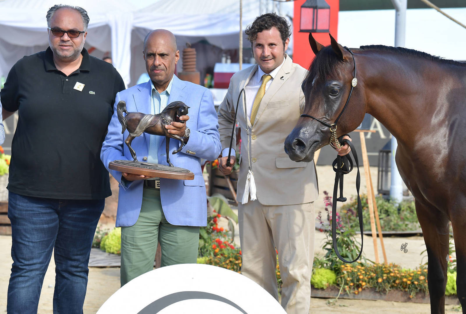 Lisa Abraham: MENTON ~ The 2019 Mediterranean & Arab Countries Arabian Horse Championship Photo Gallery