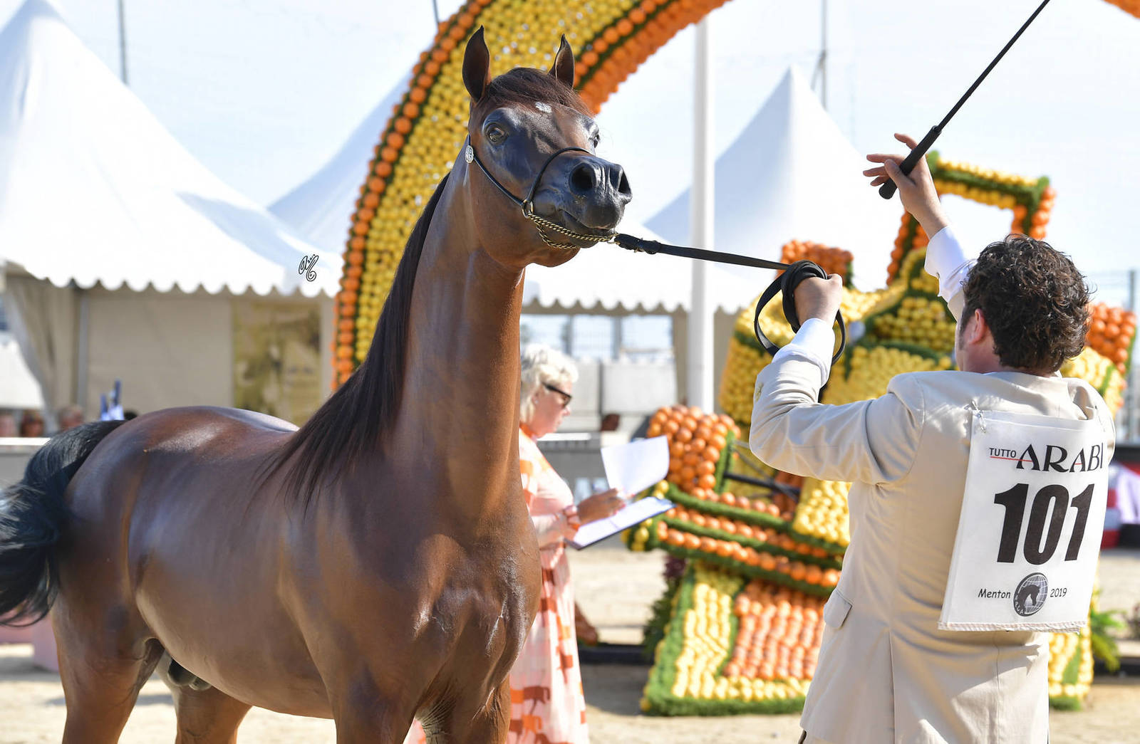 Lisa Abraham: MENTON ~ The 2019 Mediterranean & Arab Countries Arabian Horse Championship Photo Gallery