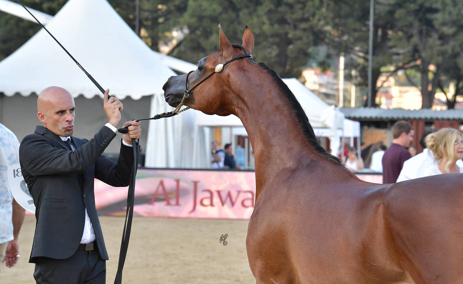 Lisa Abraham: MENTON ~ The 2019 Mediterranean & Arab Countries Arabian Horse Championship Photo Gallery