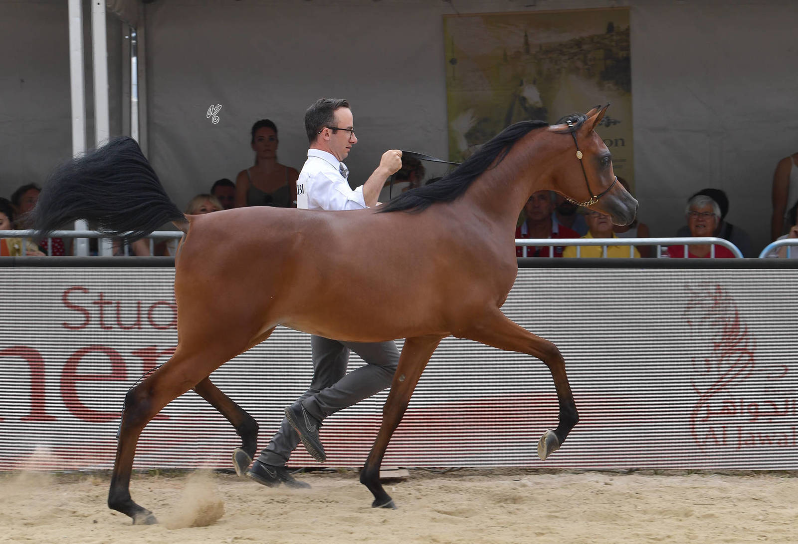 Lisa Abraham: MENTON ~ The 2019 Mediterranean & Arab Countries Arabian Horse Championship Photo Gallery
