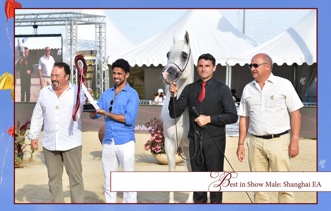 Lisa Abraham: MENTON ~ The 2019 Mediterranean & Arab Countries Arabian Horse Championship Photo Gallery