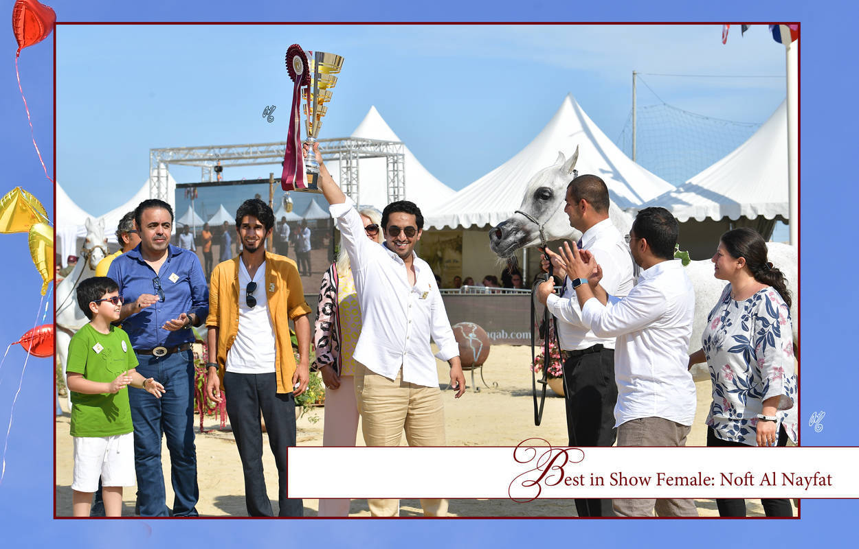 Lisa Abraham: MENTON ~ The 2019 Mediterranean & Arab Countries Arabian Horse Championship Photo Gallery