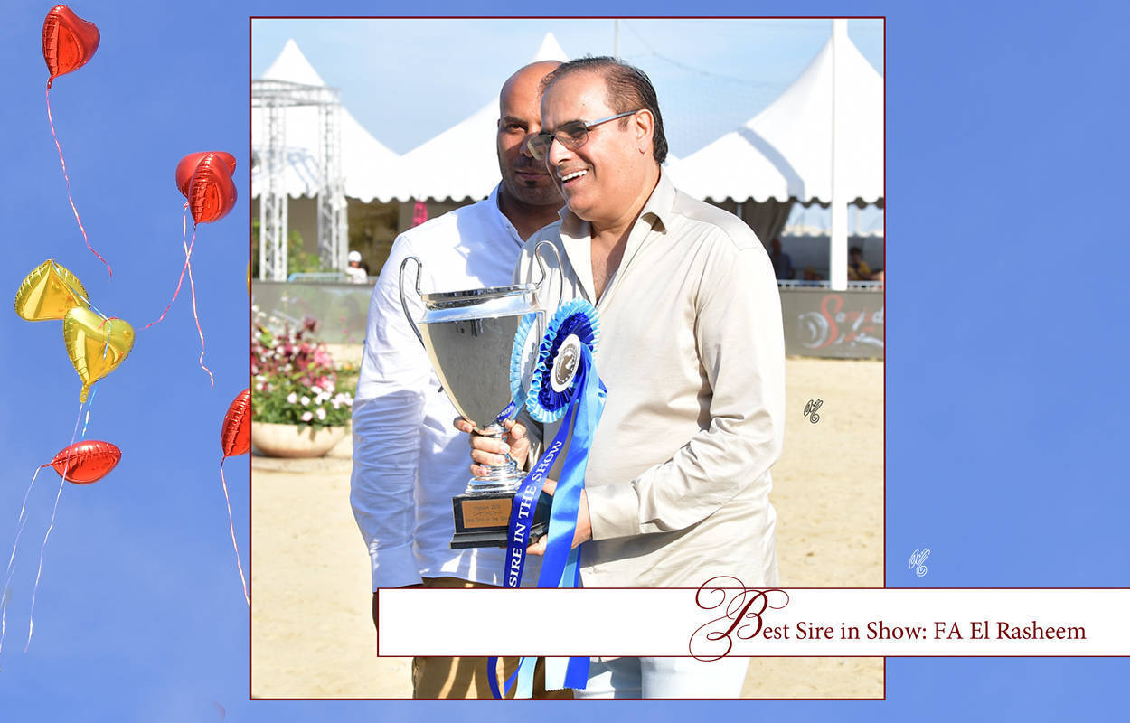 Lisa Abraham: MENTON ~ The 2019 Mediterranean & Arab Countries Arabian Horse Championship Photo Gallery