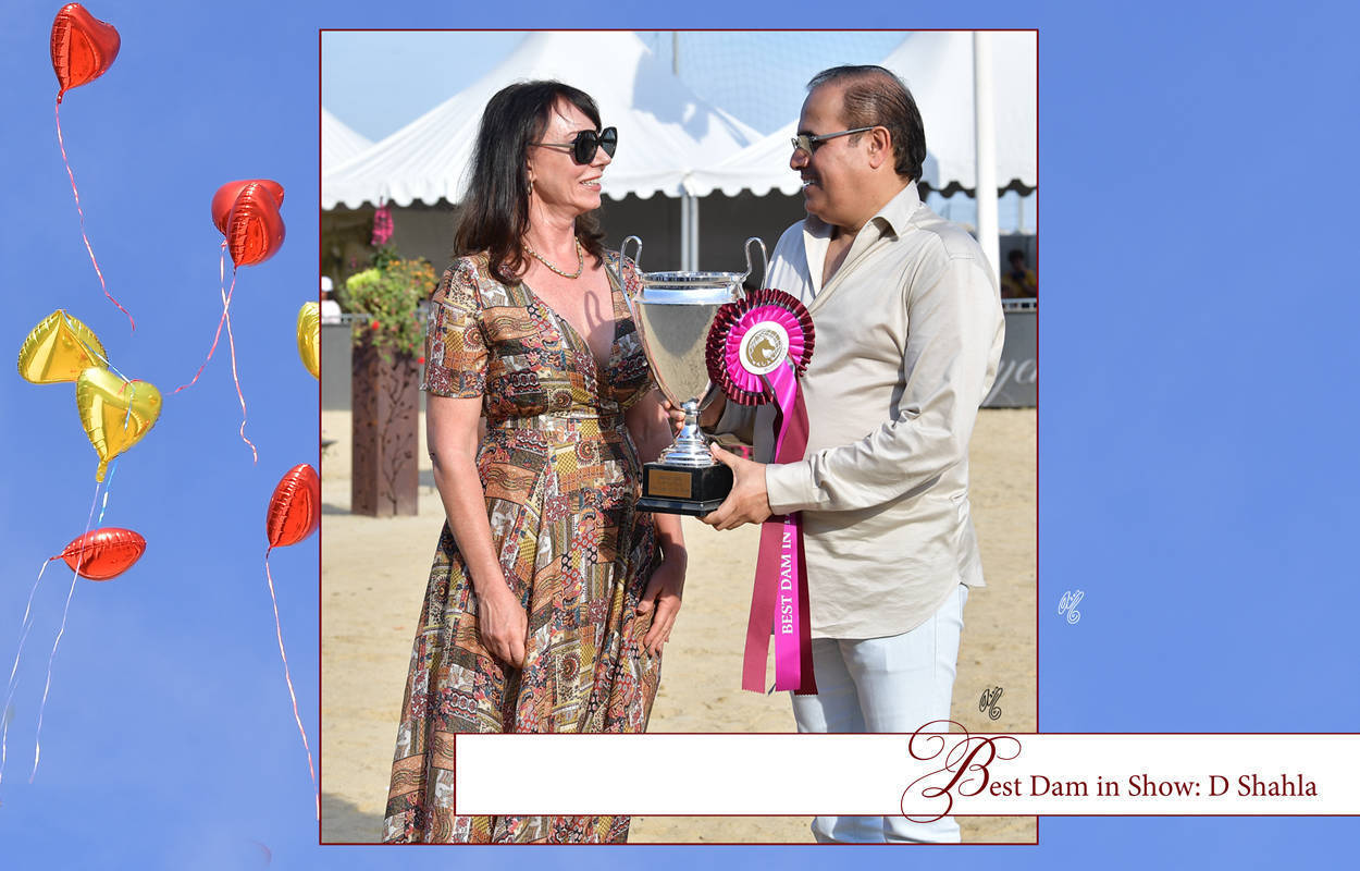 Lisa Abraham: MENTON ~ The 2019 Mediterranean & Arab Countries Arabian Horse Championship Photo Gallery