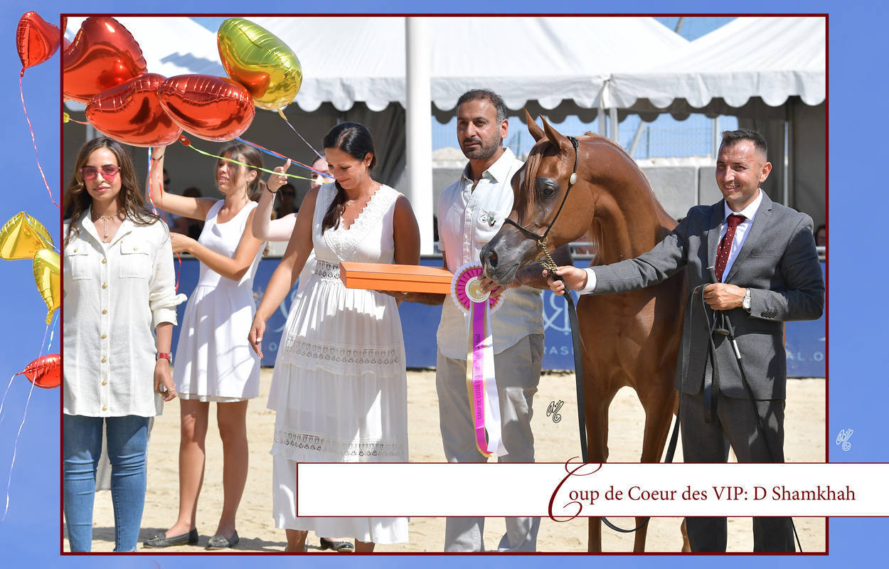 Lisa Abraham: MENTON ~ The 2019 Mediterranean & Arab Countries Arabian Horse Championship Photo Gallery