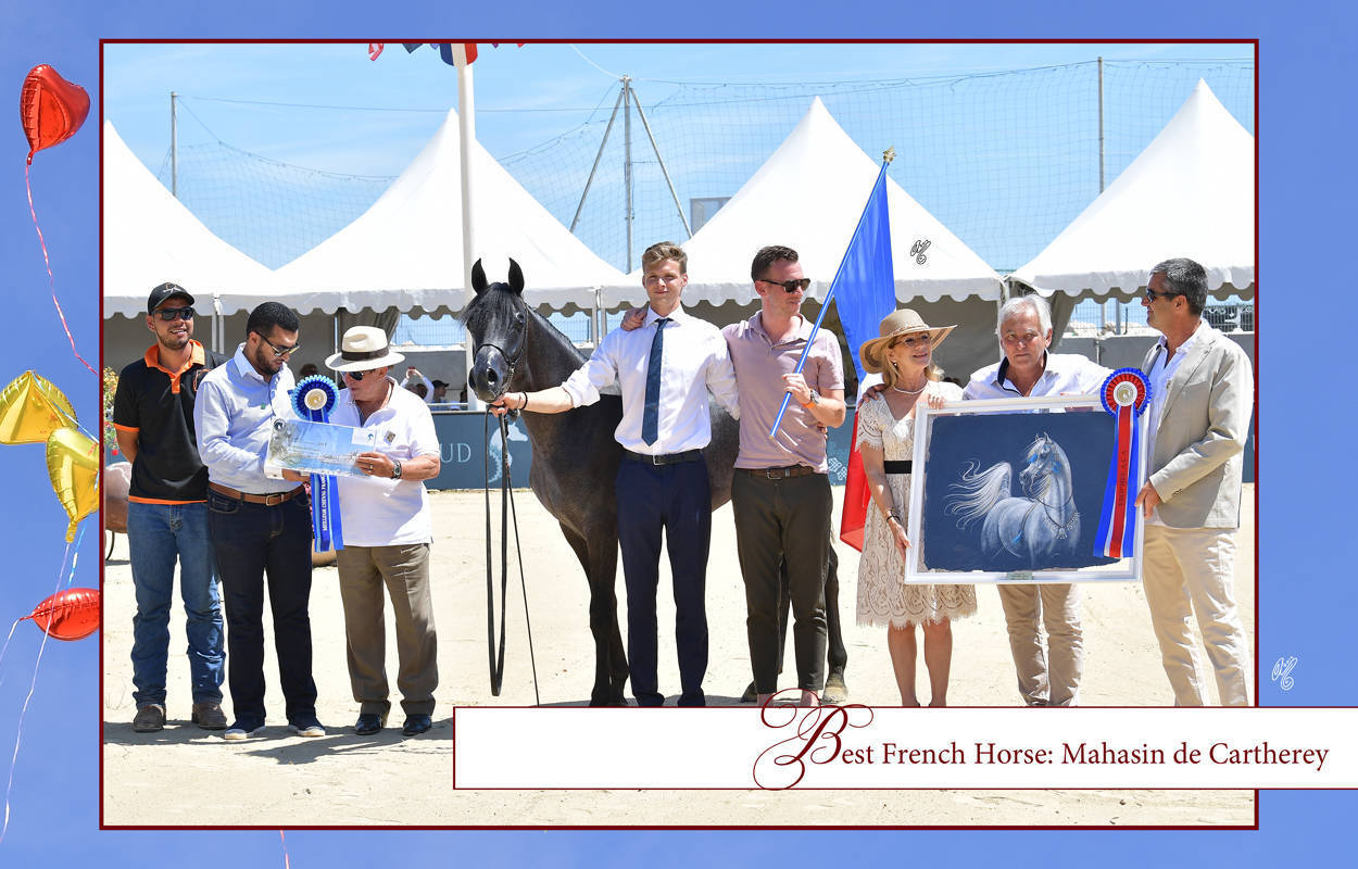 Lisa Abraham: MENTON ~ The 2019 Mediterranean & Arab Countries Arabian Horse Championship Photo Gallery