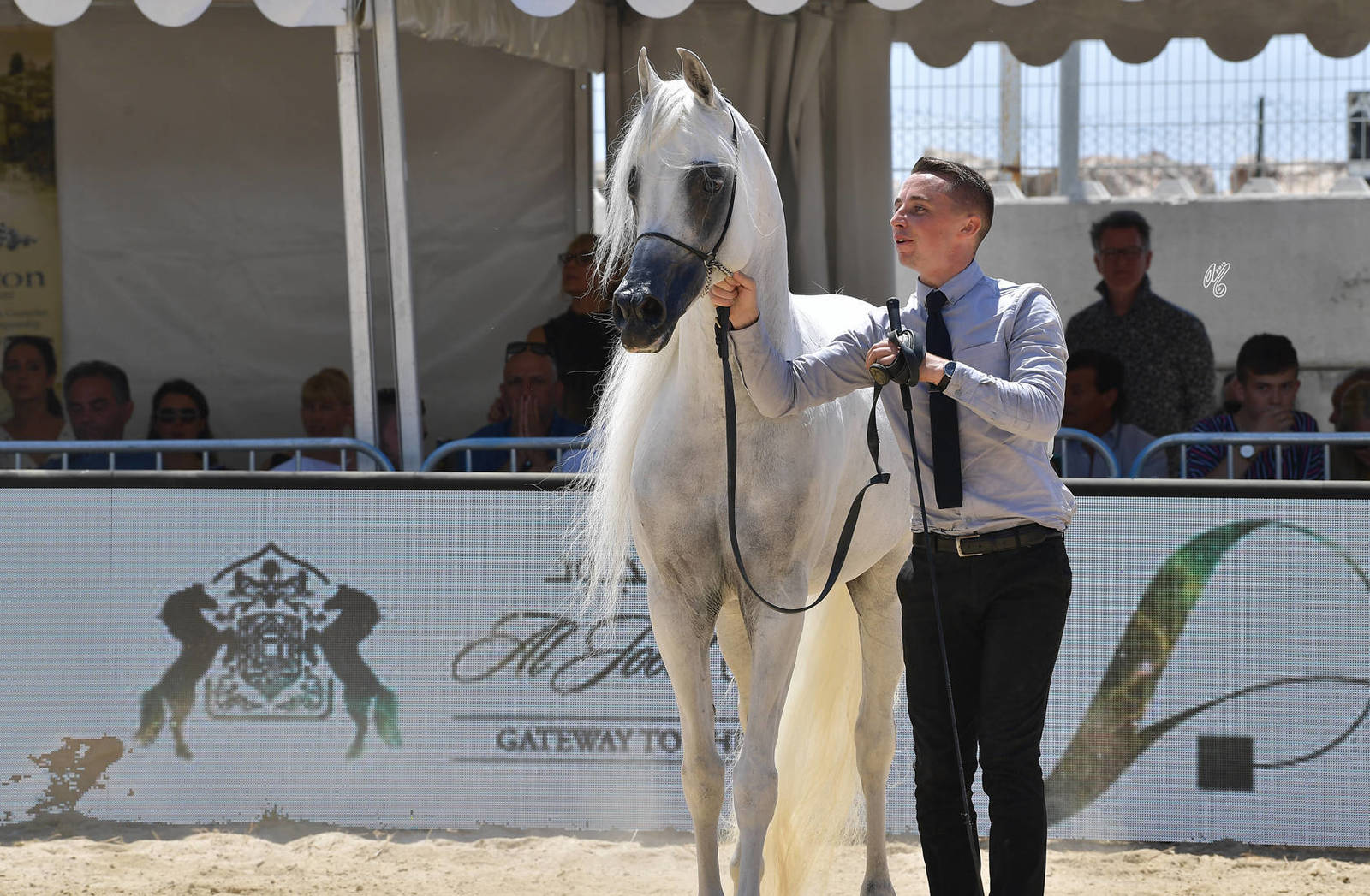 Lisa Abraham: MENTON ~ The 2019 Mediterranean & Arab Countries Arabian Horse Championship Photo Gallery