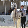Lisa Abraham: MENTON ~ The 2019 Mediterranean & Arab Countries Arabian Horse Championship Photo Gallery