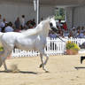 Lisa Abraham: MENTON ~ The 2019 Mediterranean & Arab Countries Arabian Horse Championship Photo Gallery