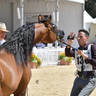 Lisa Abraham: MENTON ~ The 2019 Mediterranean & Arab Countries Arabian Horse Championship Photo Gallery