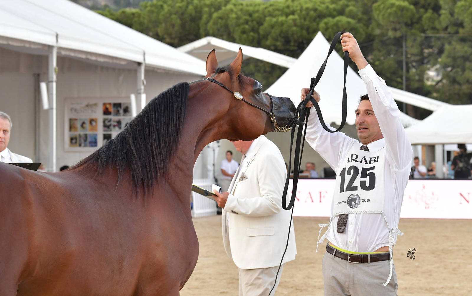 Lisa Abraham: MENTON ~ The 2019 Mediterranean & Arab Countries Arabian Horse Championship Photo Gallery