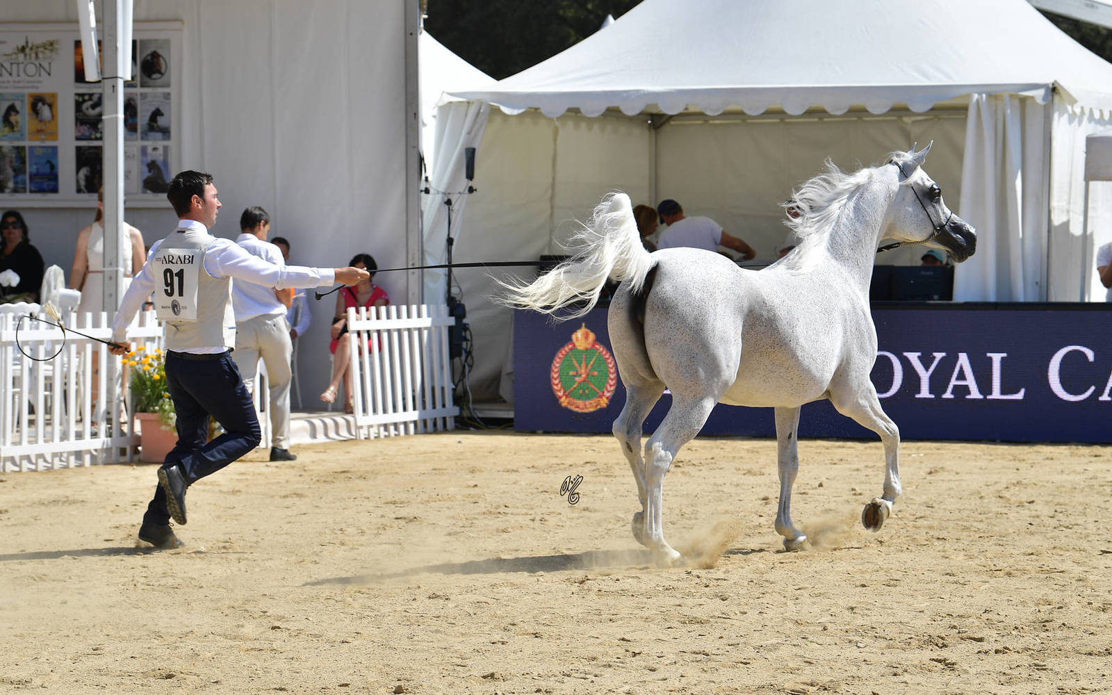 Lisa Abraham: MENTON ~ The 2019 Mediterranean & Arab Countries Arabian Horse Championship Photo Gallery