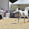 Lisa Abraham: MENTON ~ The 2019 Mediterranean & Arab Countries Arabian Horse Championship Photo Gallery