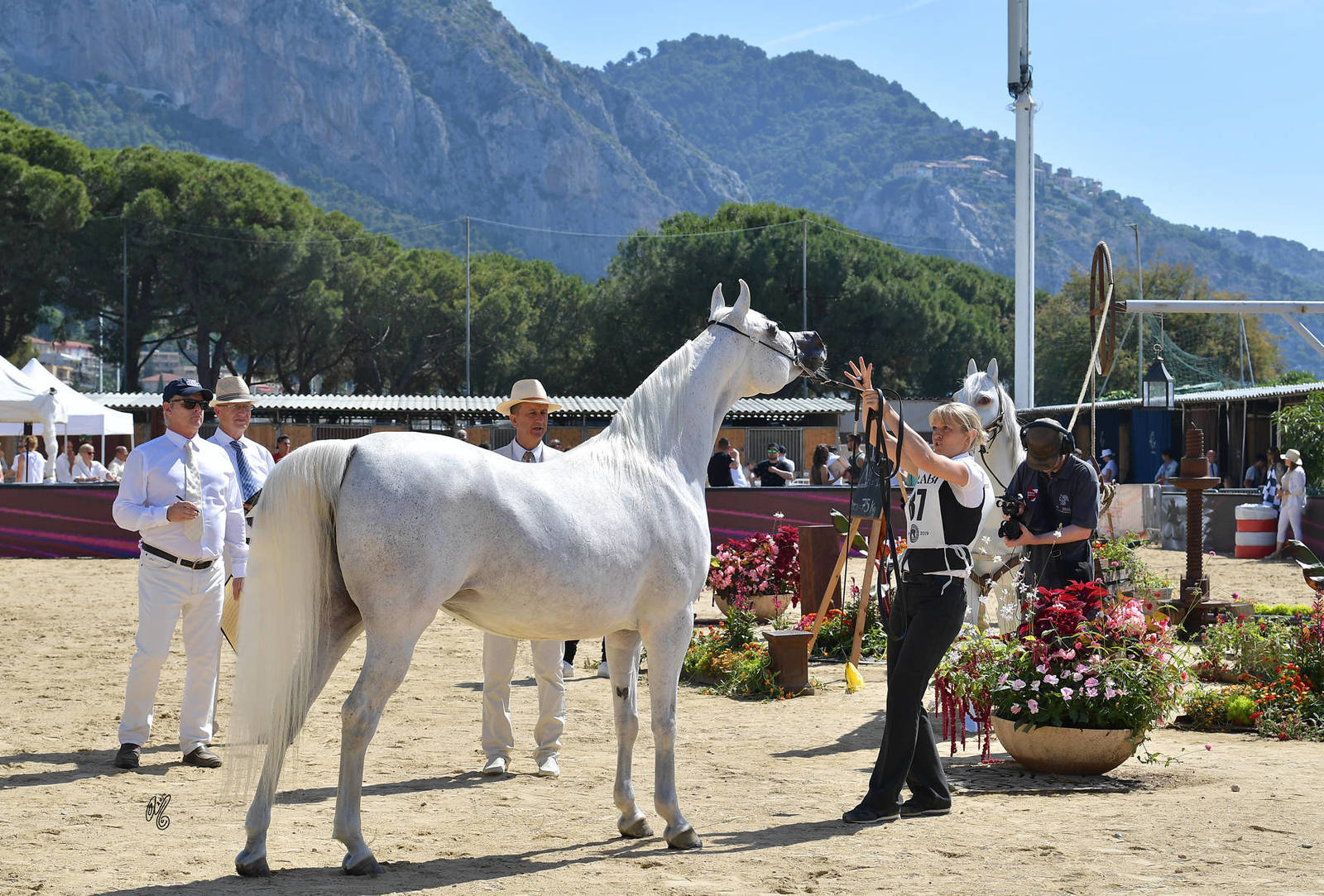 Lisa Abraham: MENTON ~ The 2019 Mediterranean & Arab Countries Arabian Horse Championship Photo Gallery