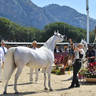 Lisa Abraham: MENTON ~ The 2019 Mediterranean & Arab Countries Arabian Horse Championship Photo Gallery