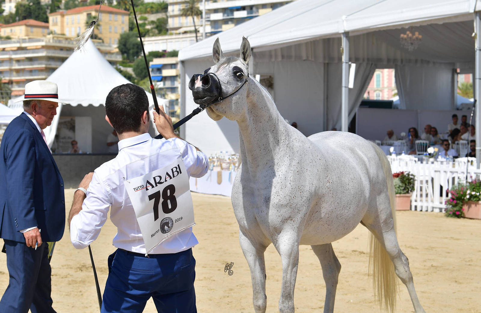 Lisa Abraham: MENTON ~ The 2019 Mediterranean & Arab Countries Arabian Horse Championship Photo Gallery